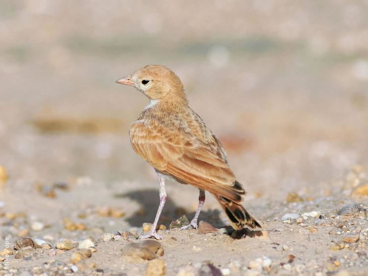 Bar-tailed lark wwwkuwaitbirdsorgsitesdefaultfilesstyleslar