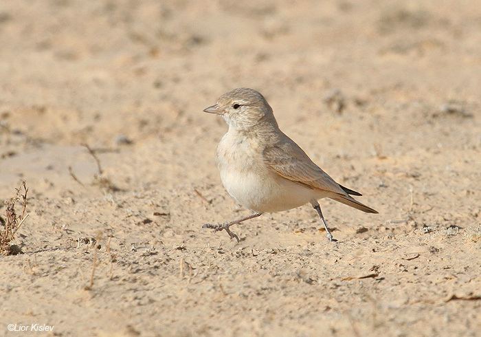 Bar-tailed lark Birds of Israel Passeriformes Bartailed Lark