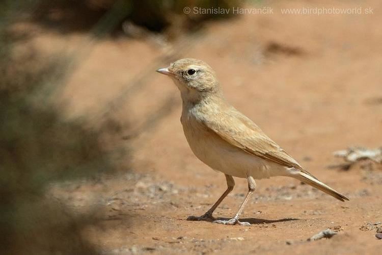 Bar-tailed lark Bartailed Lark Ammomanes cinctura videos photos and sound