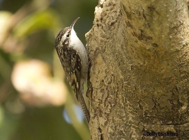 Bar-tailed treecreeper Oriental Bird Club Image Database Bartailed Treecreeper Certhia