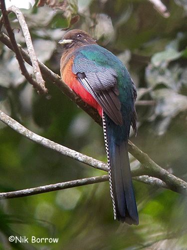 Bar-tailed trogon BirdQuest The Ultimate in Birding Tours