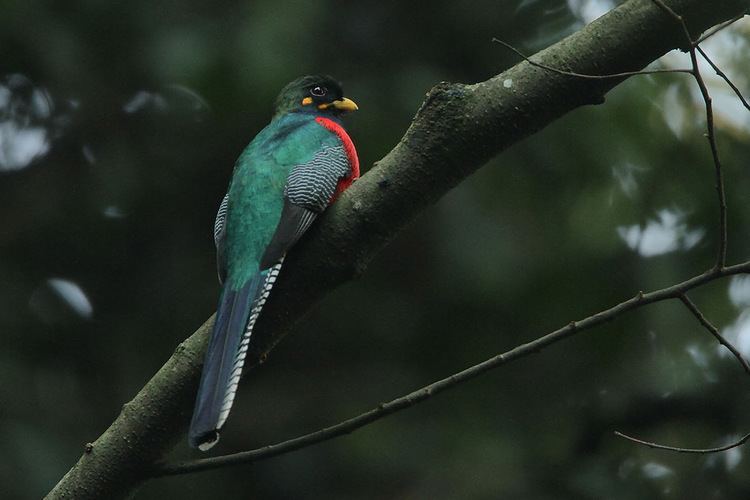 Bar-tailed trogon The Conference Call of the Birds BarTailed Trogon