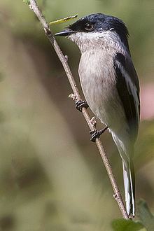 Bar-winged flycatcher-shrike httpsuploadwikimediaorgwikipediacommonsthu