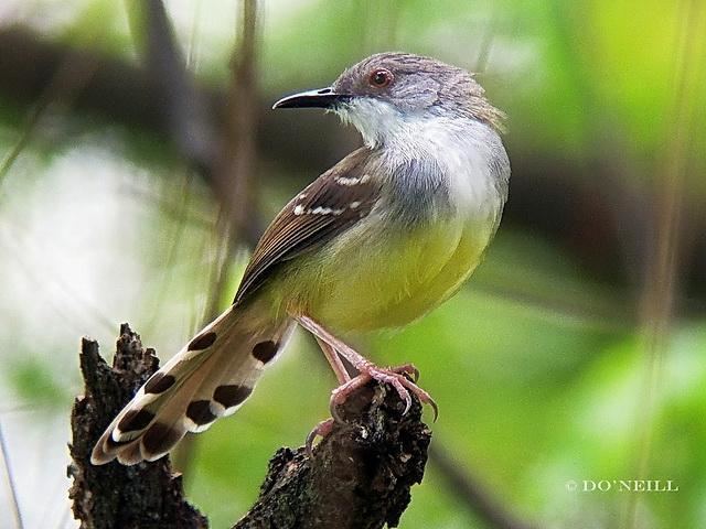 Bar-winged prinia Gardens Mexicans and Bar on Pinterest