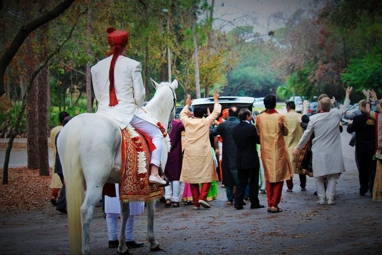 Baraat White Horse for Baraat Hindu Wedding Palm Harbor St Petersburg