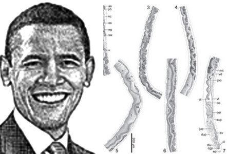 Baracktrema obamai BloodSucking Parasite Named After Obama Baracktrema obamai