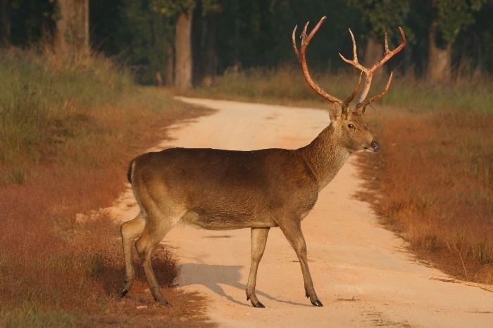 Barasingha Andrew Lapworth Photography Swamp Deer Barasingha