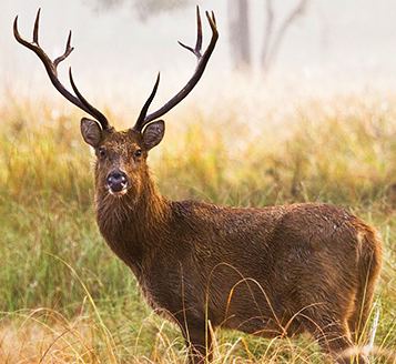 Barasingha Barasingha