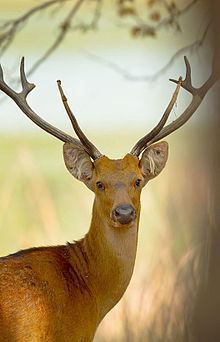 Barasingha Barasingha Wikipedia