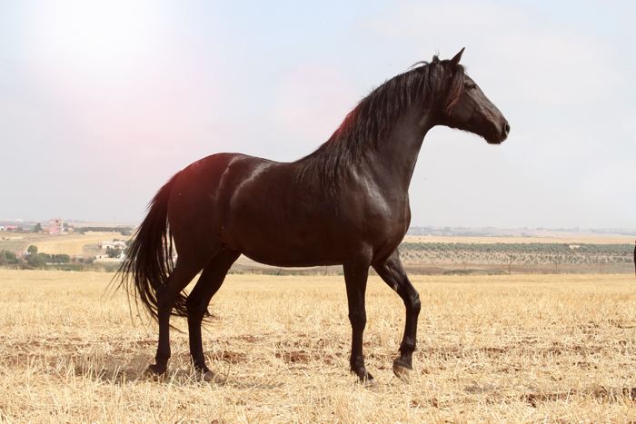 Barb horse Barb Horse Info Origin History Pictures Horse Breeds
