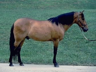 Barb horse Horse Breeds