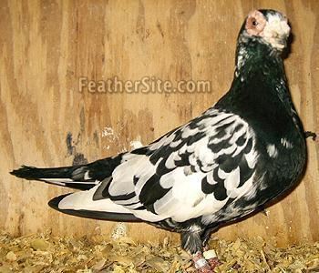 Barb pigeon Pigeon Breeds The Speed Fighters