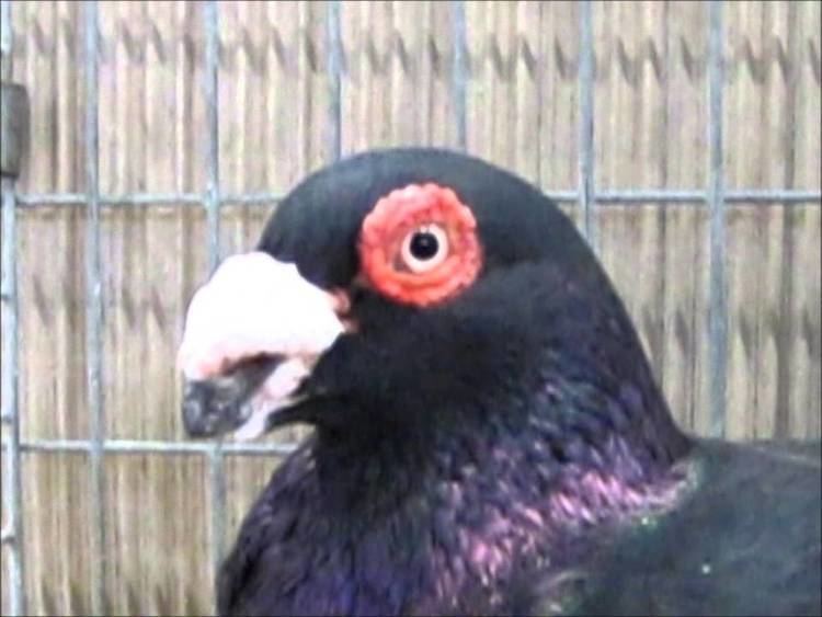 Barb pigeon Indianer schwarz Lipsiaschau 2015 Barb Pigeon YouTube