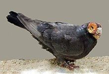 Barb pigeon httpsuploadwikimediaorgwikipediacommonsthu