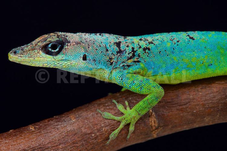 Barbados anole REPTILES4ALL Barbados Anole Anolis extremus
