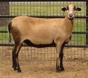 Barbados Black Belly Breeds of Livestock Barbados Blackbelly Sheep Breeds of