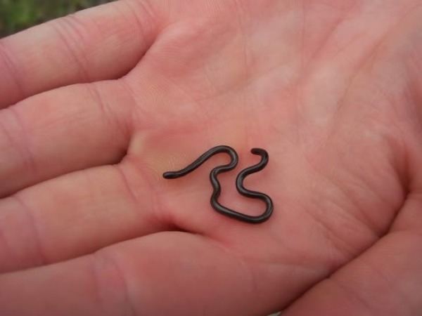 Barbados threadsnake Barbados threadsnake are the smallest snake species known to exist