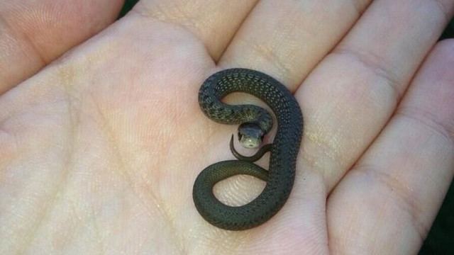 Barbados threadsnake Ranking The Smallest Animals in the World