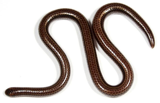Barbados threadsnake Absurd Creature of the Week The World39s Tiniest Most Adorable