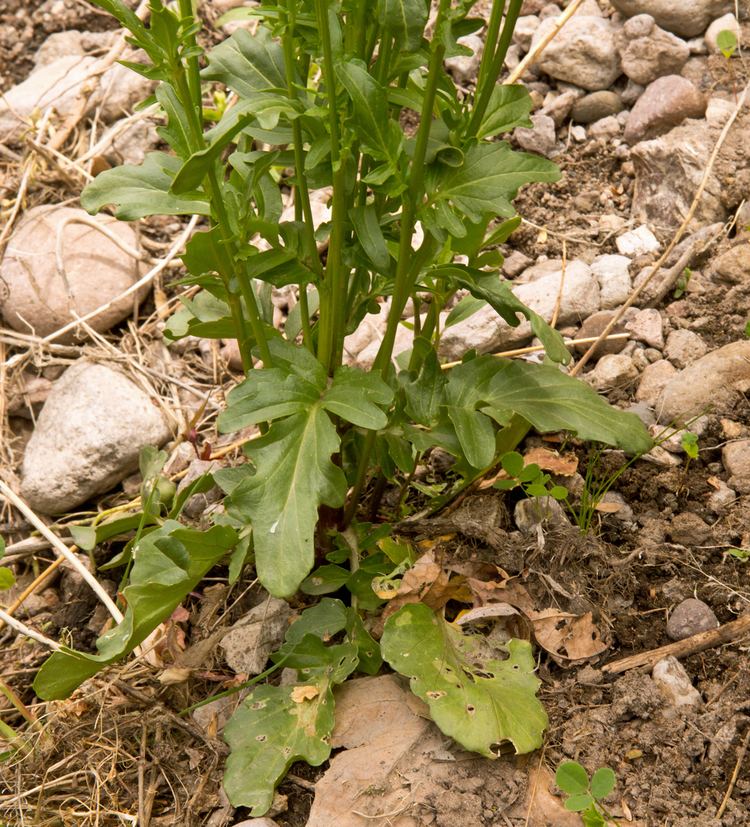 Barbarea orthoceras Vascular Plants of the Gila Wilderness Barbarea orthoceras
