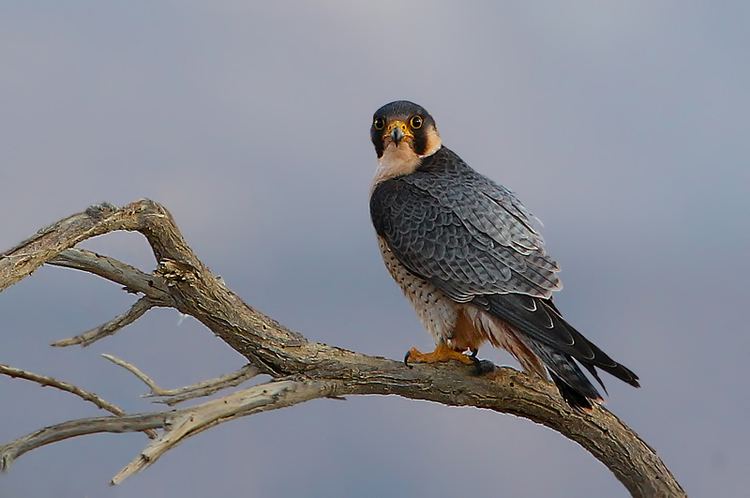 Barbary falcon Barbary Falcon