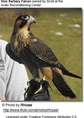 Barbary falcon Barbary Falcons