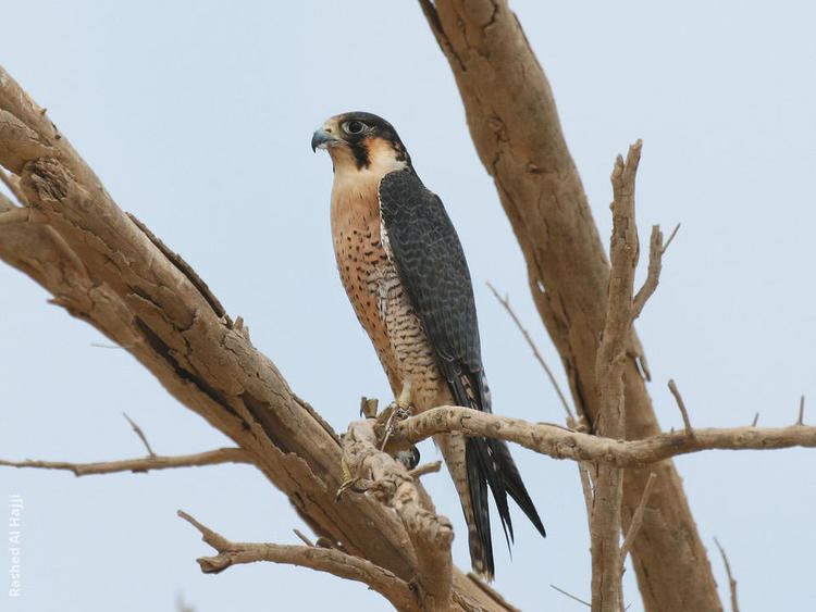 Barbary falcon Barbary Falcon KuwaitBirdsorg