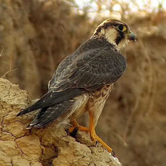 Barbary falcon Oriental Bird Club Image Database Barbary Falcon Falco pelegrinoides
