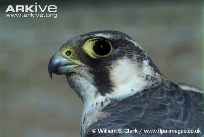 Barbary falcon Barbary falcon videos photos and facts Falco pelegrinoides ARKive