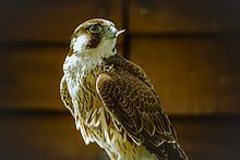 Barbary falcon httpsuploadwikimediaorgwikipediacommonsthu