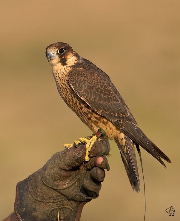 Barbary falcon Steve Ting Photography