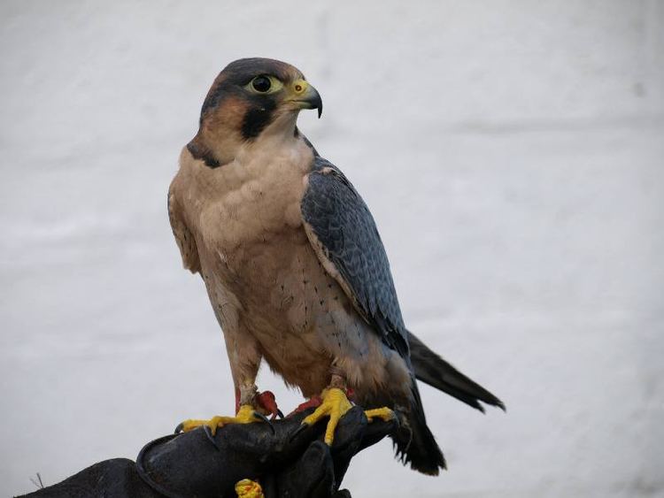 Barbary falcon Gallery Angus Falconry Services