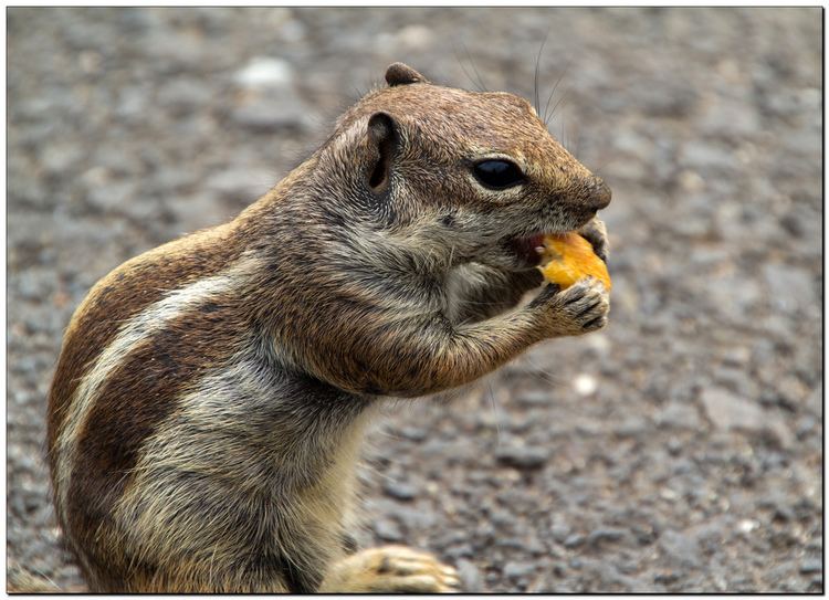 Barbary ground squirrel Barbary Ground Squirrel Don39t think it39s a chipmunk The s Flickr