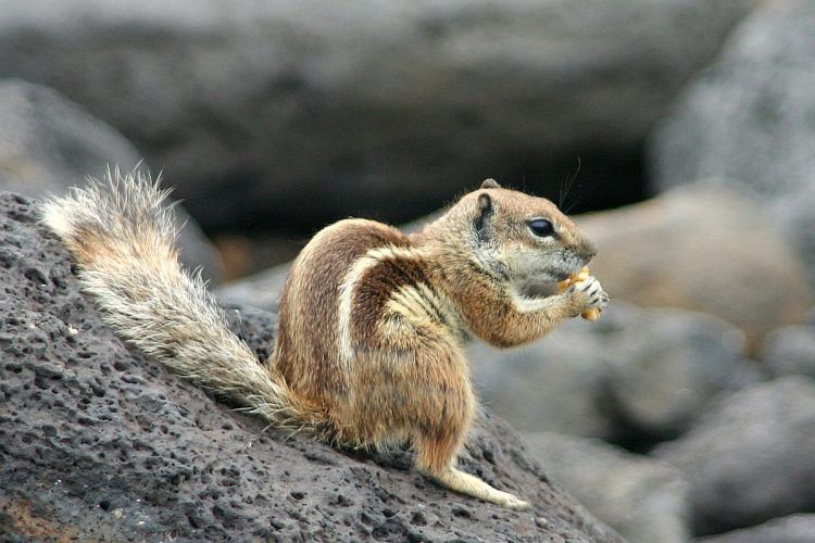 Barbary ground squirrel Image Atlantoxerus getulus Barbary Ground Squirrel BioLibcz