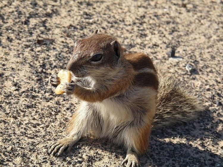 Barbary ground squirrel The News For Squirrels Squirrel Facts The Barbary Ground Squirrel