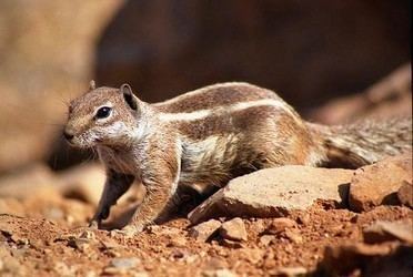 Barbary ground squirrel Atlantoxerus