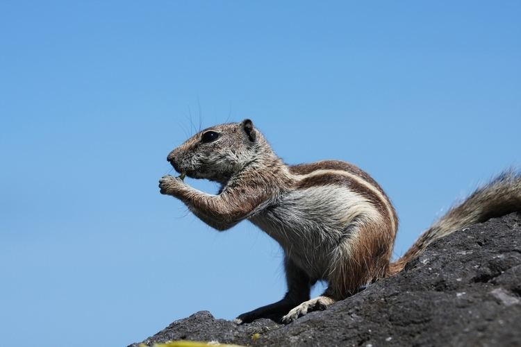 Barbary ground squirrel Barbary ground squirrel Wikipedia