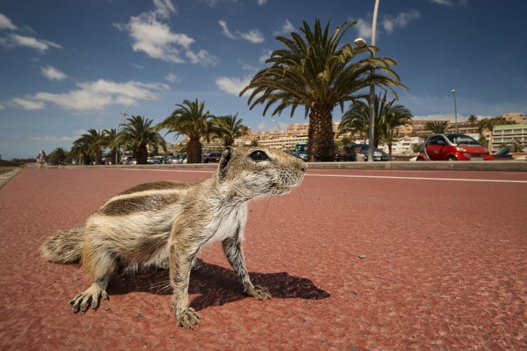 Barbary ground squirrel Barbarians SAM HOBSON PHOTOGRAPHY