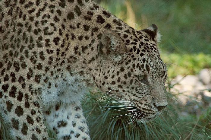 Barbary leopard Facts About Leopards an Endangered Species InfoBarrel