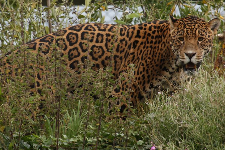 Barbary leopard - Alchetron, The Free Social Encyclopedia