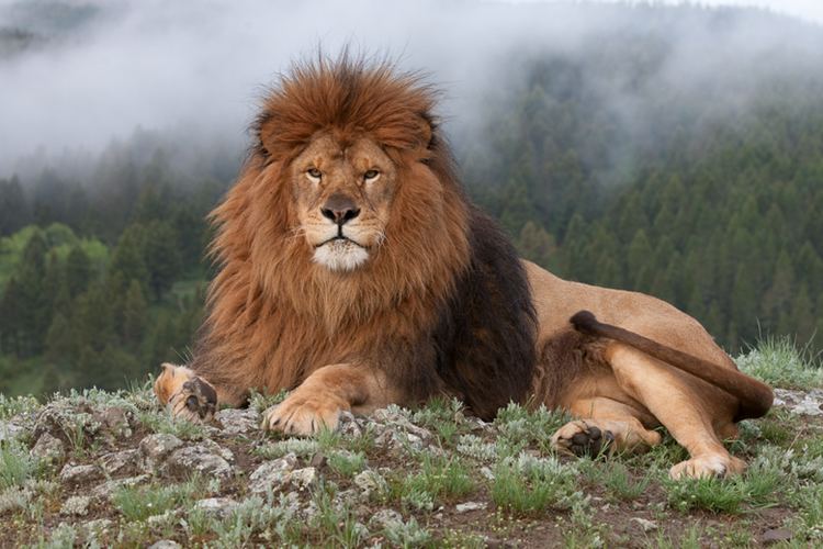 Barbary lion lying on the ground