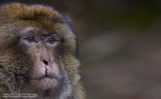 Barbary macaque BBC Nature Barbary macaque videos news and facts