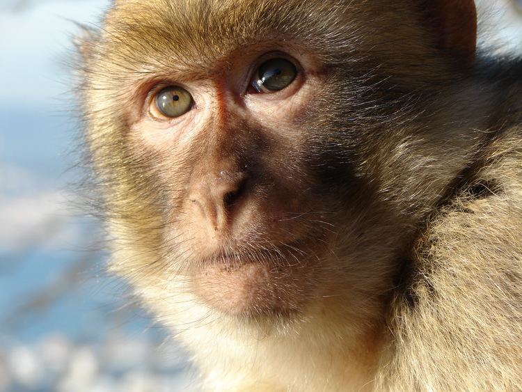 Barbary macaque Barbary macaque Wikipedia