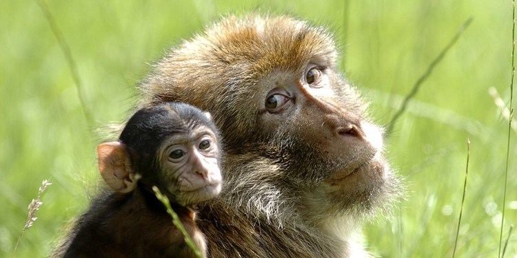 Barbary macaque Barbary