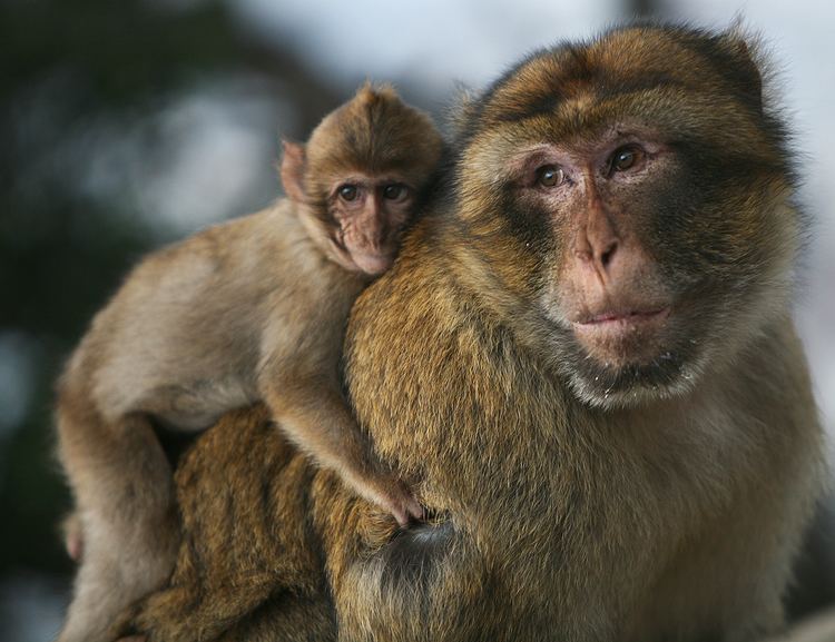 Barbary macaque httpsuploadwikimediaorgwikipediacommons44