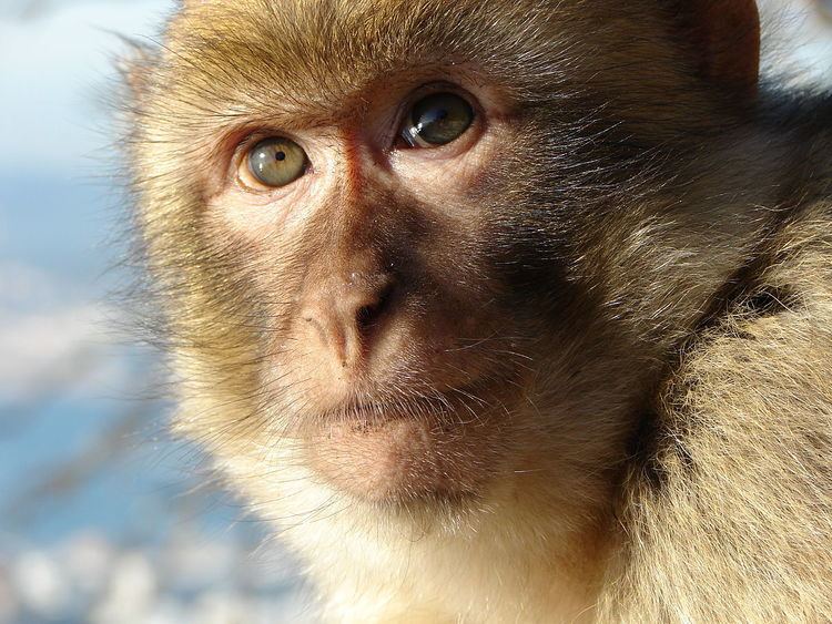Barbary macaques in Gibraltar
