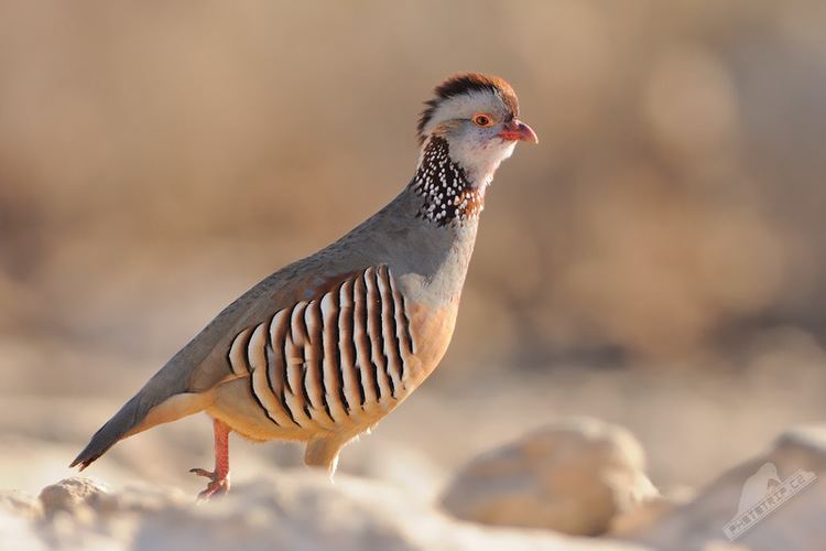 Barbary partridge Image Alectoris barbara koenigi Barbary Partridge BioLibcz