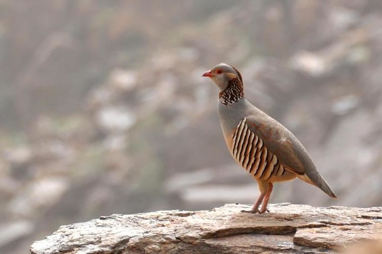 Barbary partridge wwwhbwcomsitesdefaultfilesstylesibc1kpubl