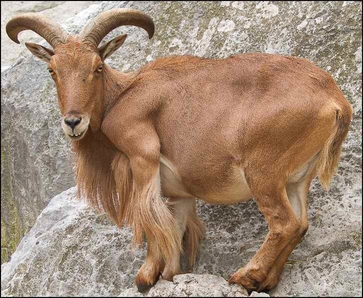 Barbary sheep Barbary Sheep Facts History Useful Information and Amazing Pictures