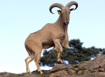 Barbary sheep Barbary Sheep Ammotragus lervia Ground Mammals